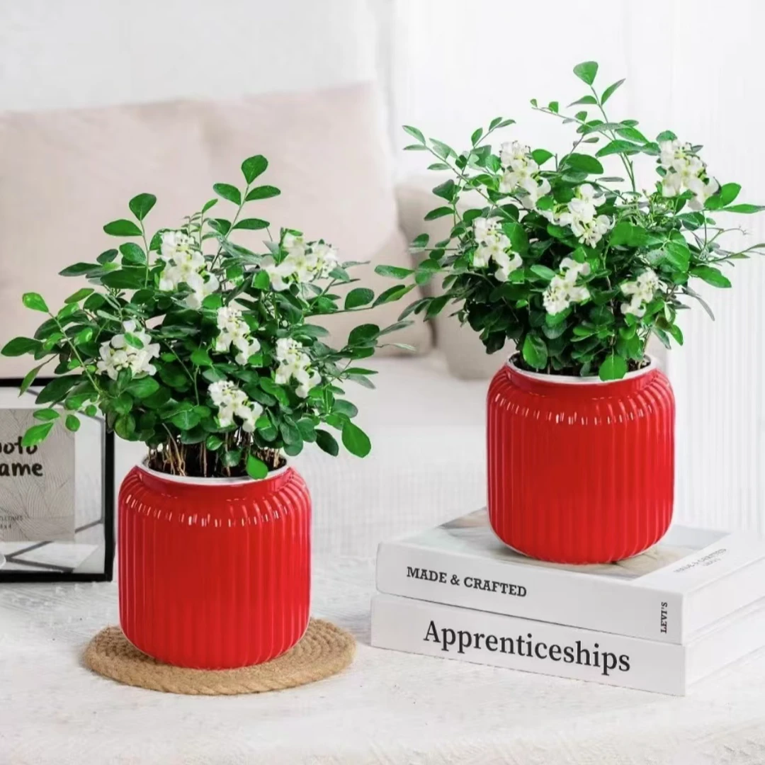 九里香盆栽浓香水培植物四季好养七里香树苗室内好养花卉驱蚊绿植