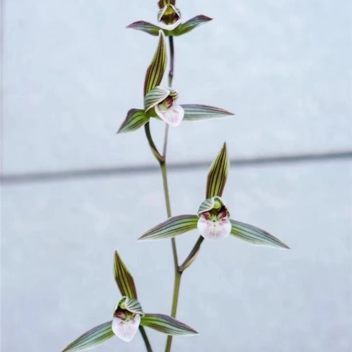 【紫彩仙】寒兰传统品种花开浓香紫彩仙