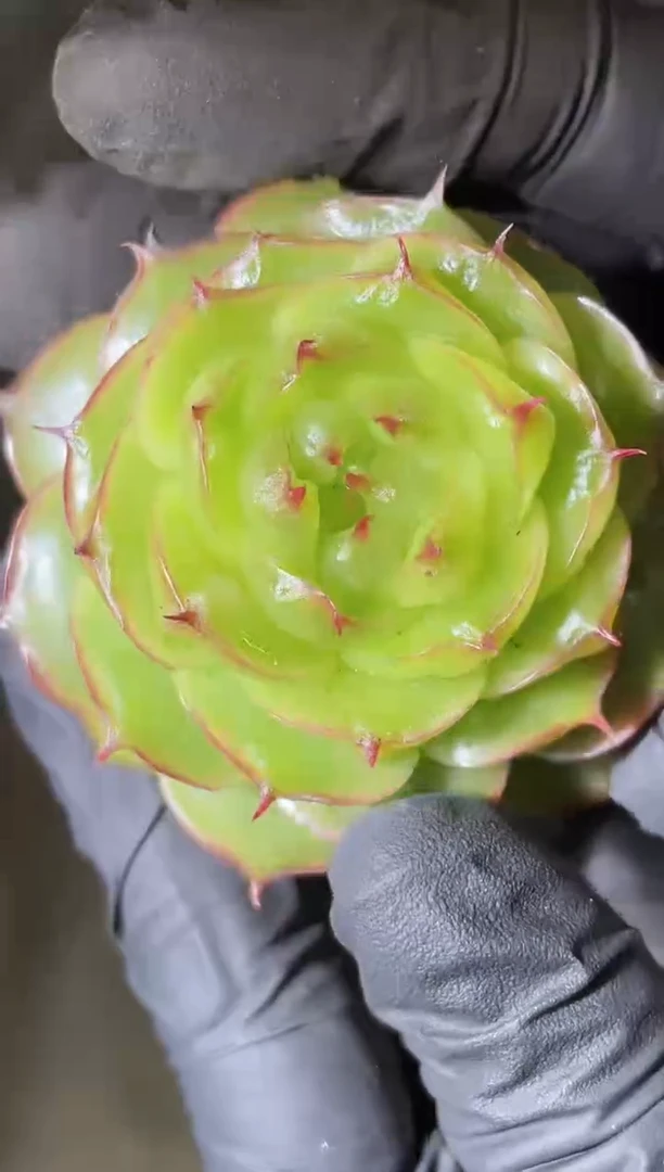 2663 极光珍妮3-4厘米 量拍发一颗