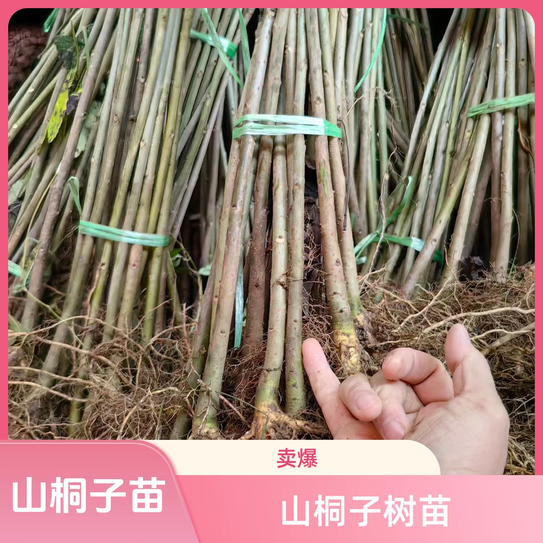 山桐子树苗植物油树苗炒菜做饭都可以南北方都可种植