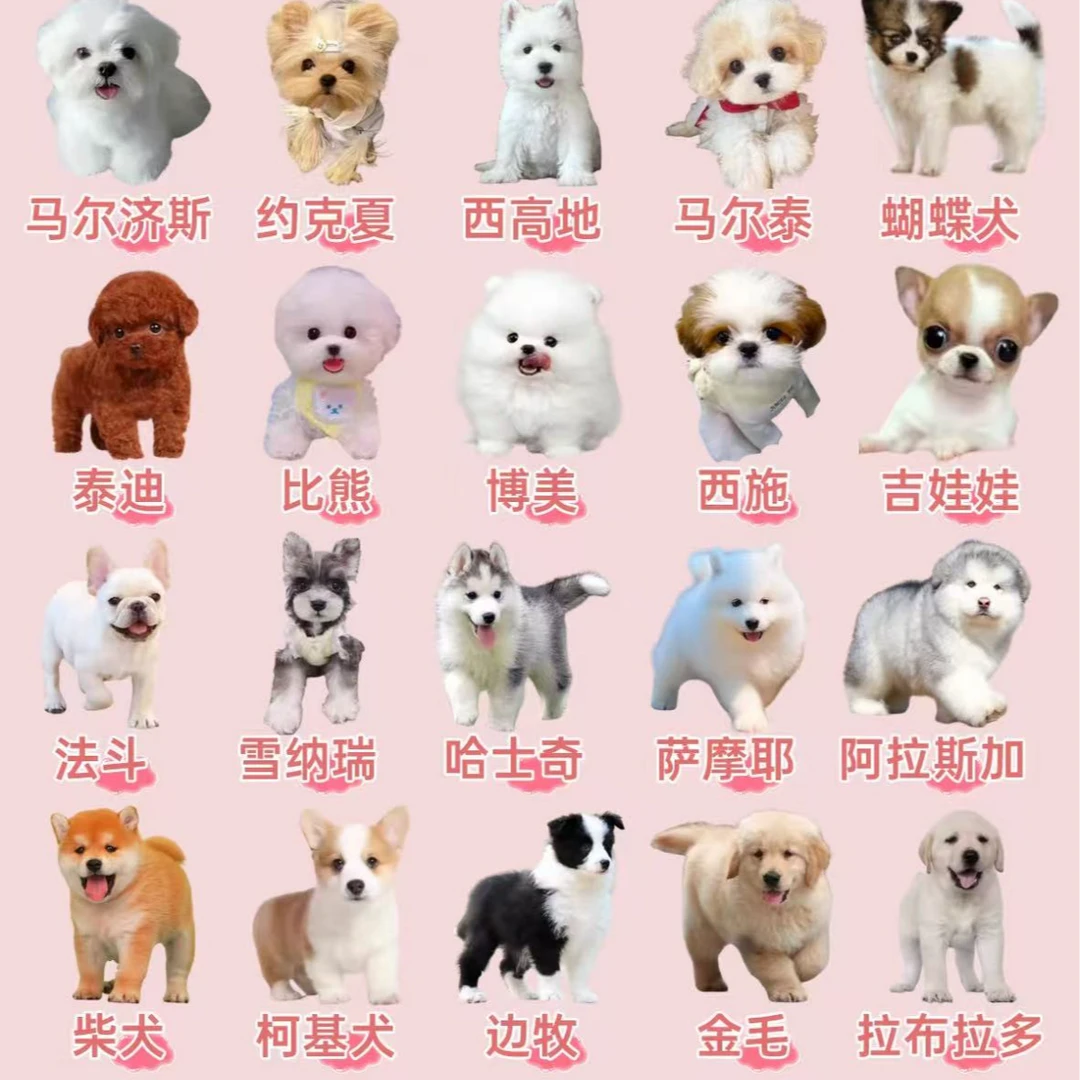 （精诚家）T狗狗活体