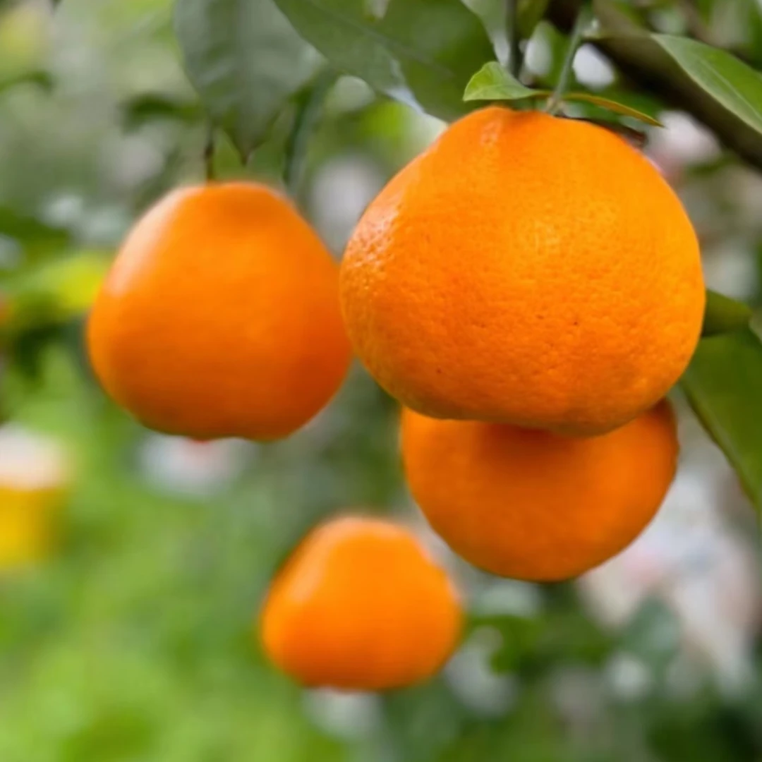 正宗四川春见耙耙柑粑粑柑橘当季杷杷柑现摘新鲜水果整箱橘子