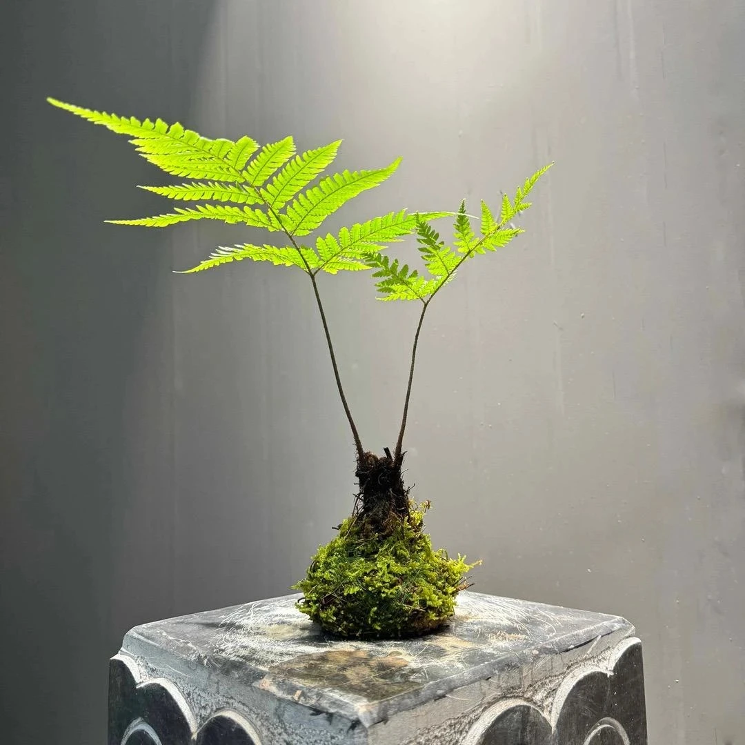 金丝虹鳞蕨水培台玉款懒人绿植给水就活新中式禅意蕨类植物