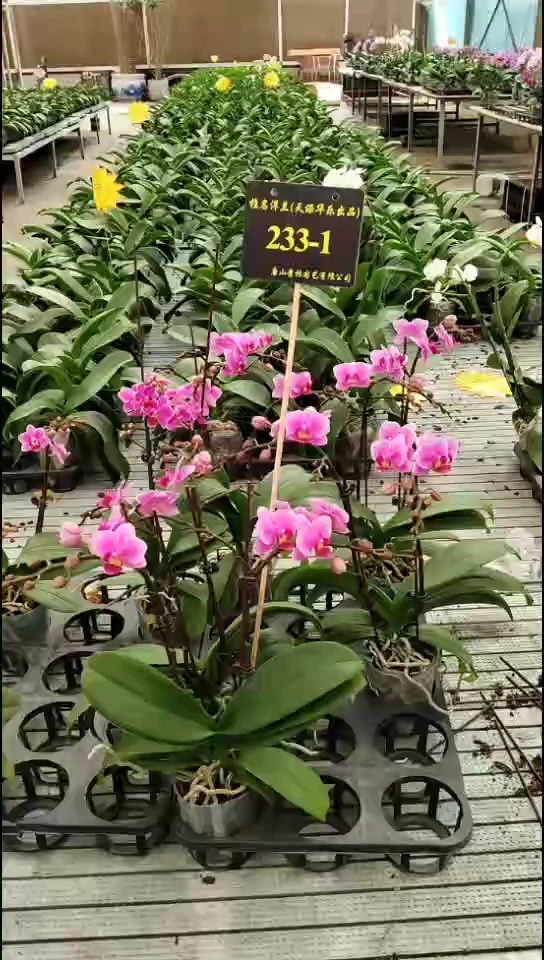全部花苞橙汁魔法预售双节福利