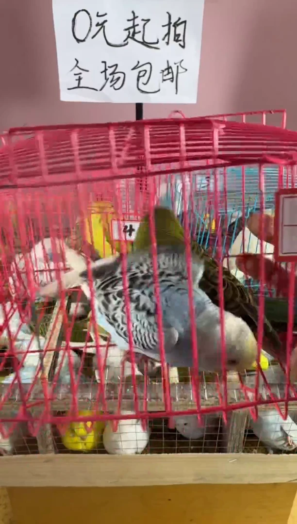 虎皮鹦鹉虎皮鹦鹉