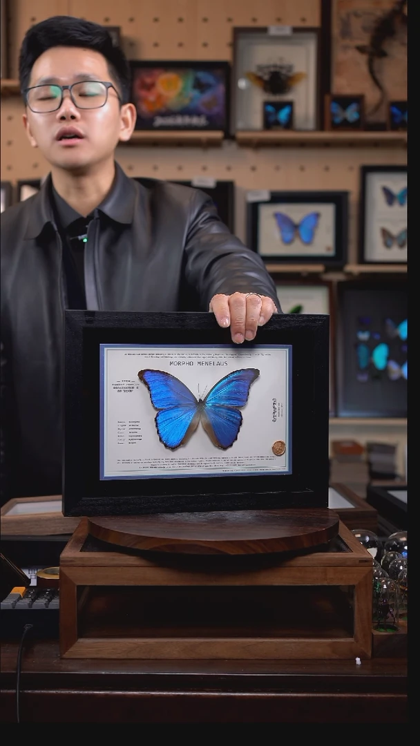 大蓝闪蝶A4设计横版带证书