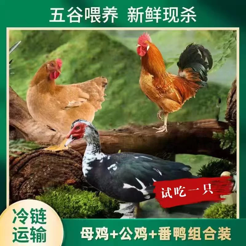 2只母鸡+赠1只公鸡+赠1只4斤番鸭 到手共4只总重11斤