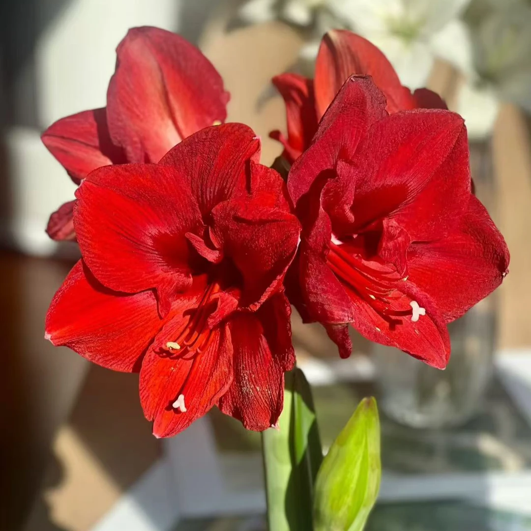 【朱顶红】种球 红红火火 温室养护 怕水涝 性喜温暖 大红色