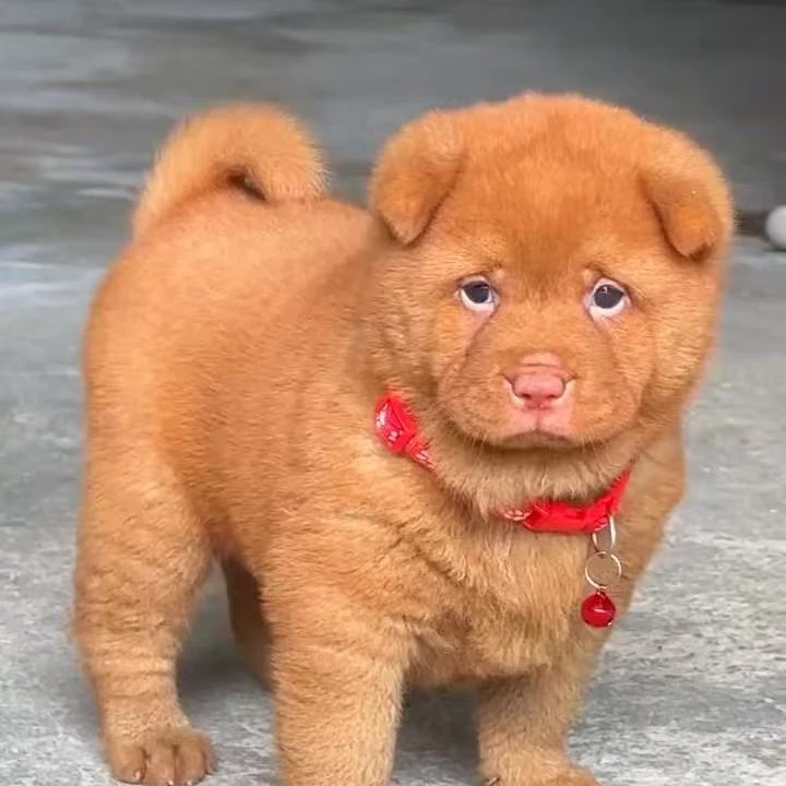 【阿蟹五红五黑】宠物活体链接