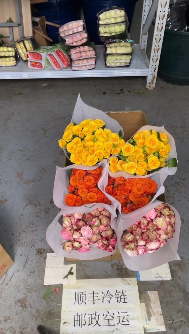 折射10枝+橙色芭比10枝+梦幻芭比10枝