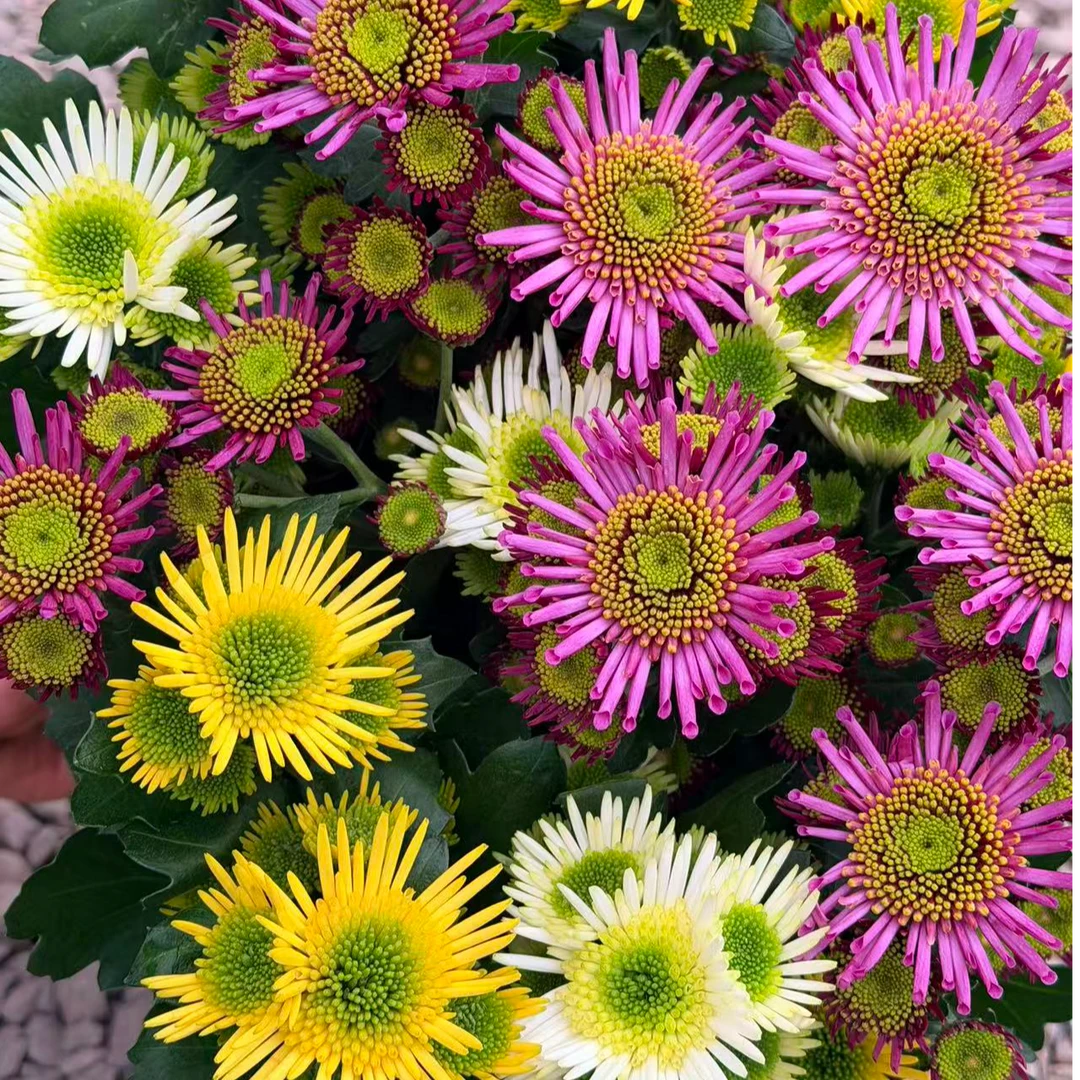 【女王菊】荷兰菊  盆栽花苗耐热耐寒多年生植物  新手易养护 蒋