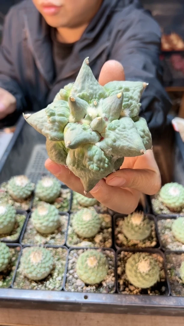 【闪购商品】晚11号苗接怒涛9.8公分无根