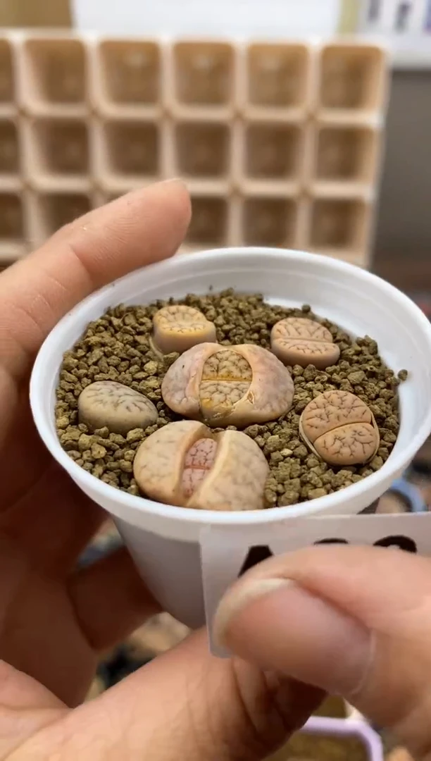 【闪购商品】8348直播一物一拍