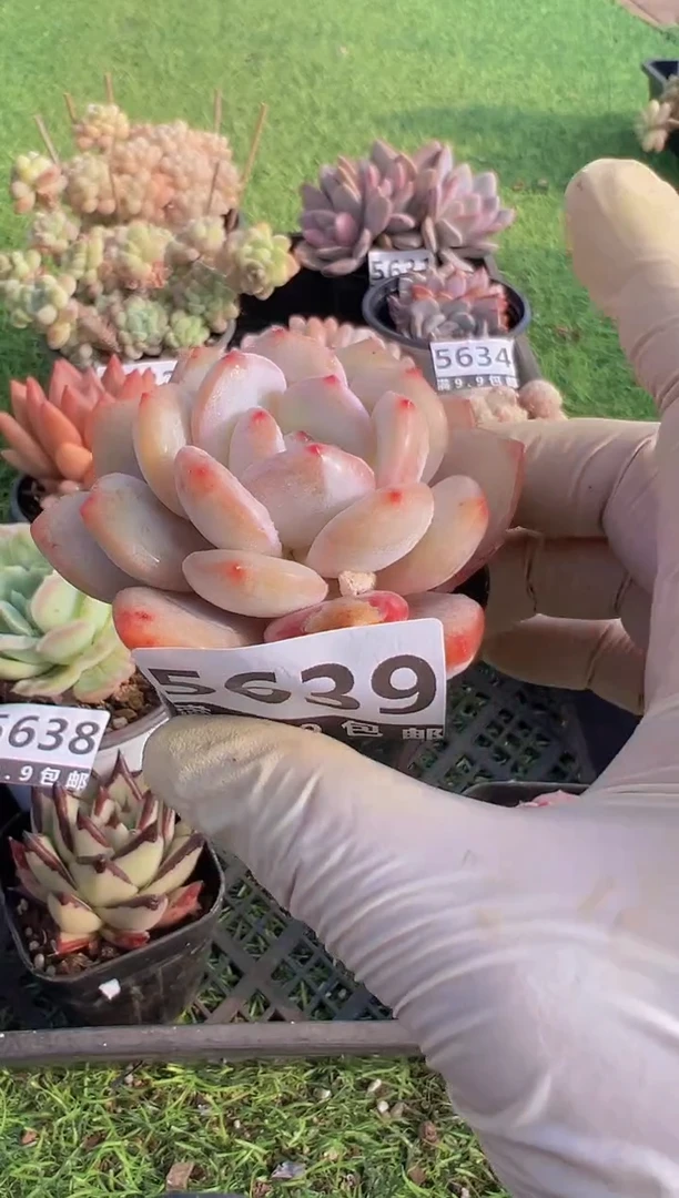 【闪购商品】信福多肉一物一拍