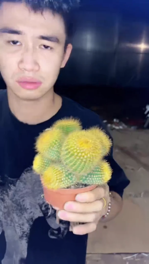 多头 粉花 黄彩玉【带根】