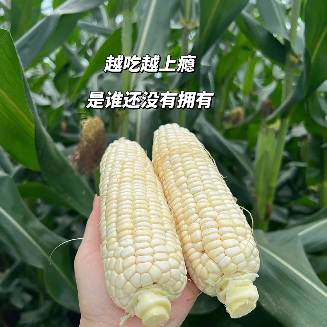 【明天到】新鲜白糯玉米中糯二号香粘软糯新鲜采摘顺丰包邮送货上门 3.2斤~9.5斤上海市