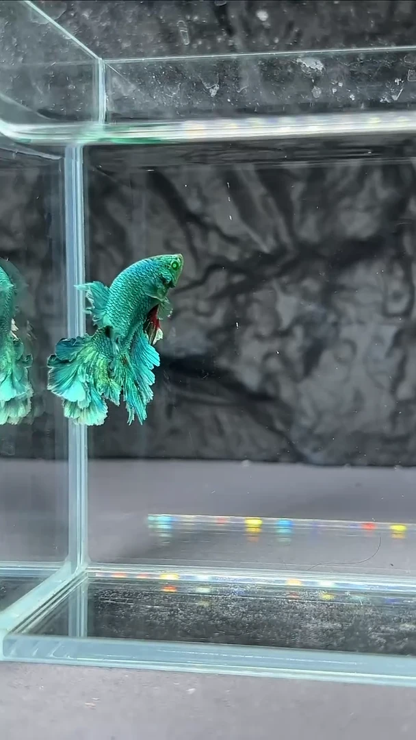 斗鱼竞拍链接A104