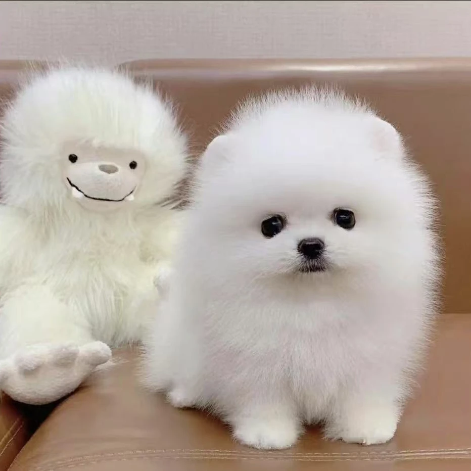 【大鹏家】博美茶杯犬