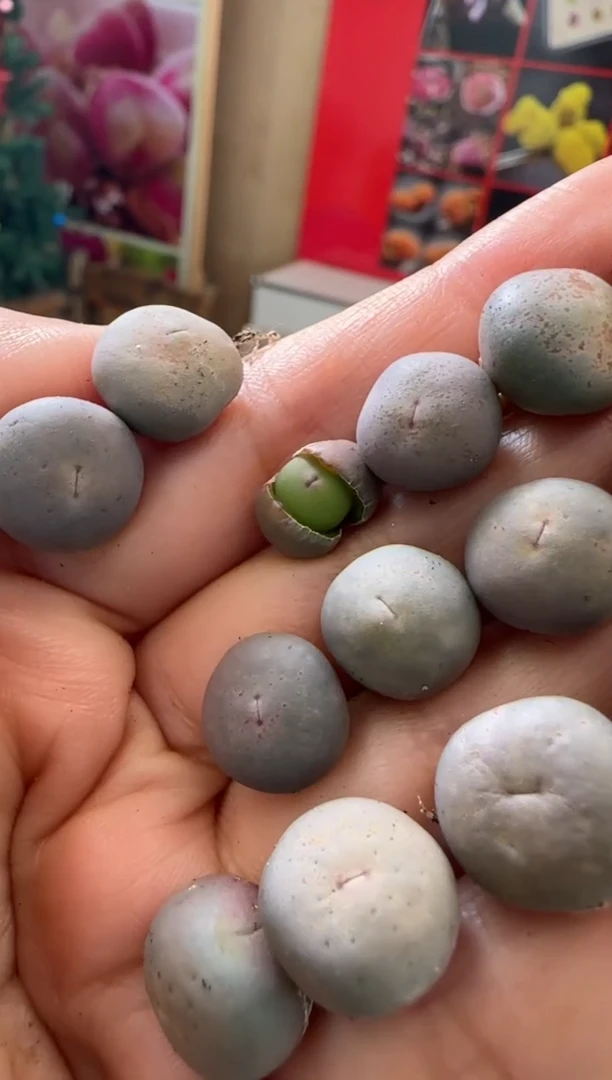 【闪购商品】23-11！！！！！一颗