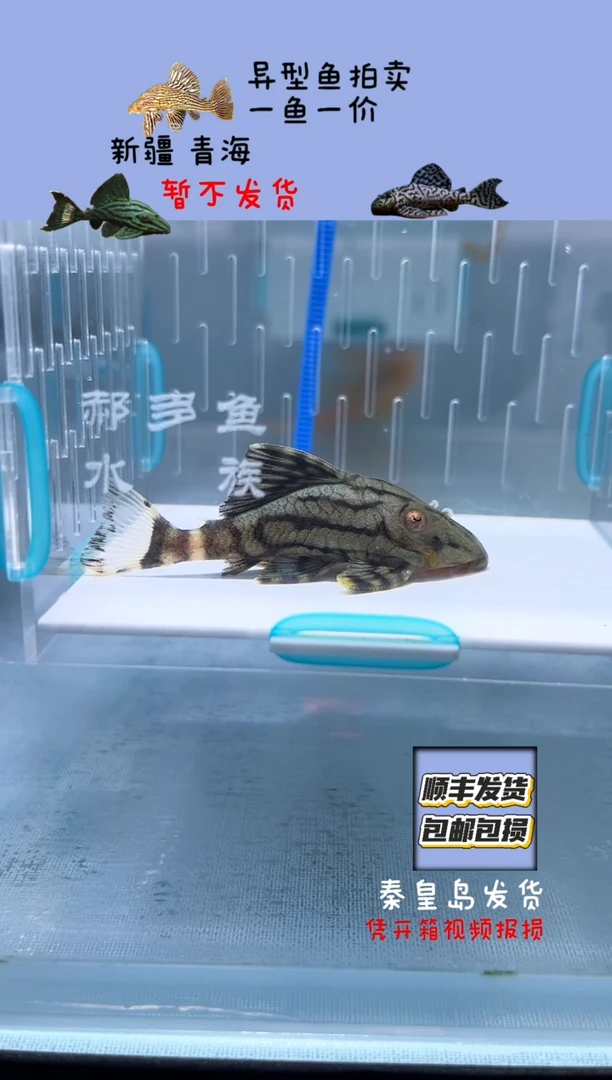 清道夫6.5不包入缸损55
