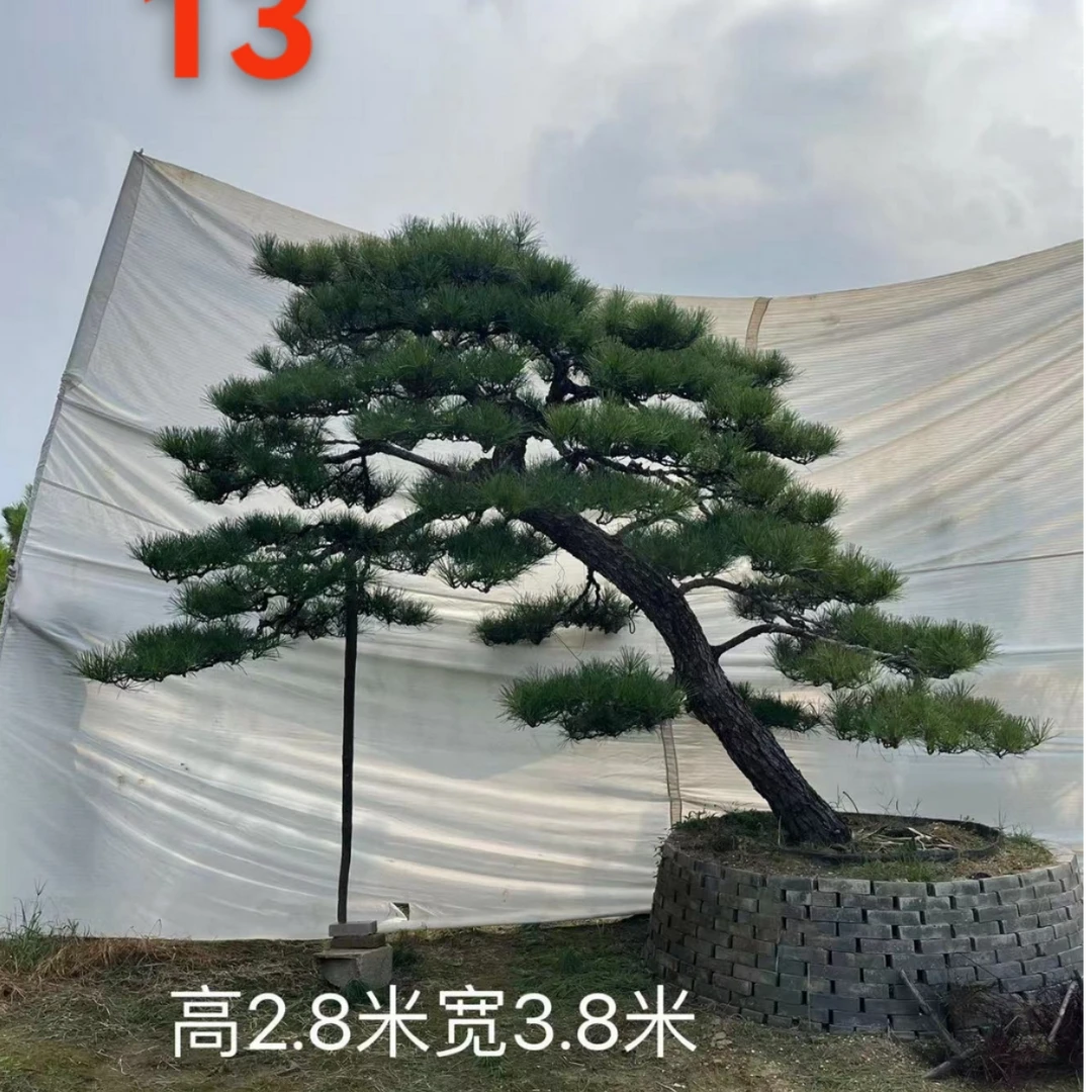 造型黑松 造型油松