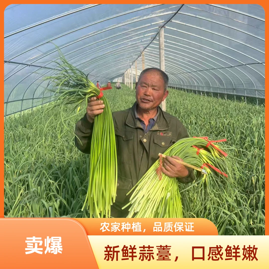 25年山东兰陵（原苍山）陆地新鲜白帽蒜苔 现摘现发