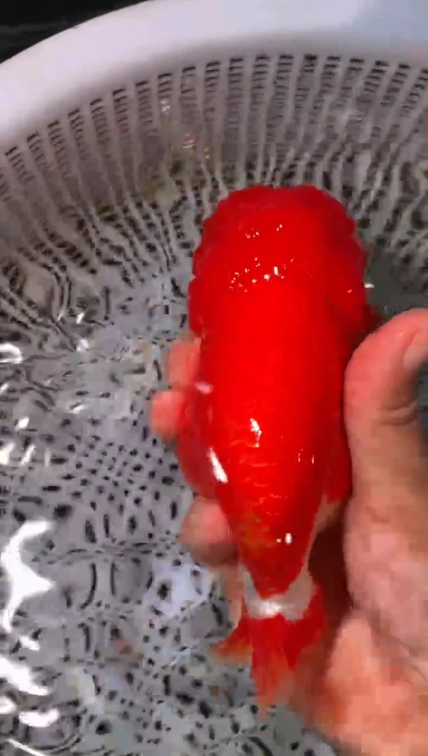 金鱼（运费到付，马印灯下展示）福州追鱼兰寿金鱼