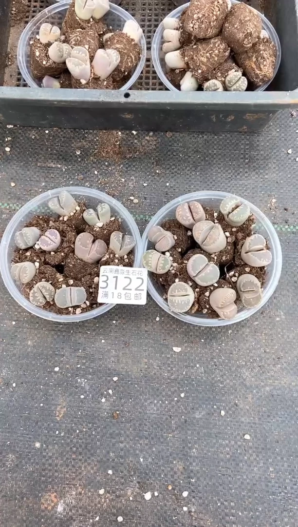3122特价单头大津绘有疤瑕疵发货1碗量拍