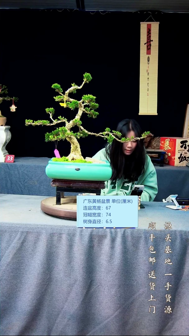 【闪购商品】黄杨盆景黄杨盆景