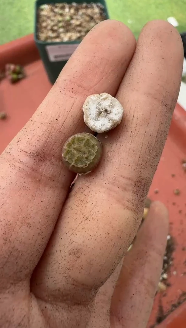 美丽的肉石头10-21