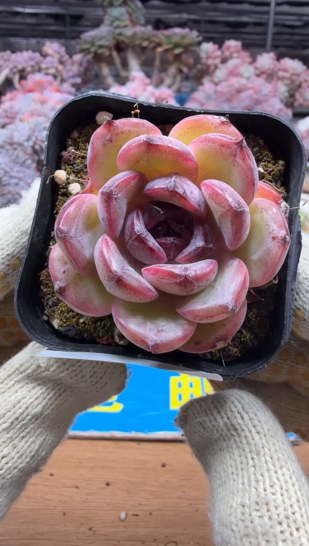 东云多肉园三店-112