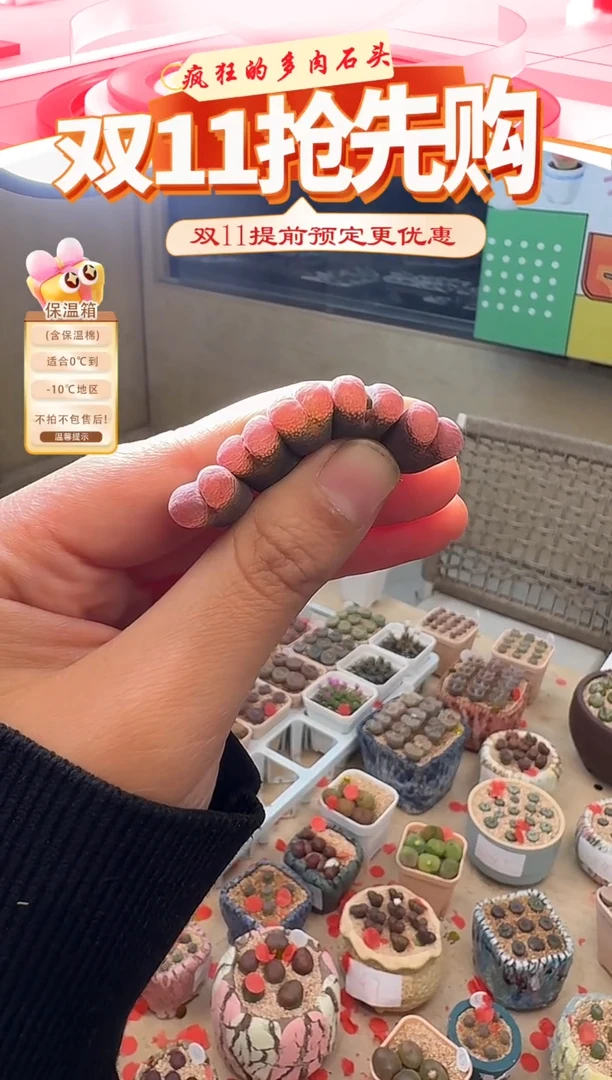 110多肉植物肉锥杭州风铃一颗