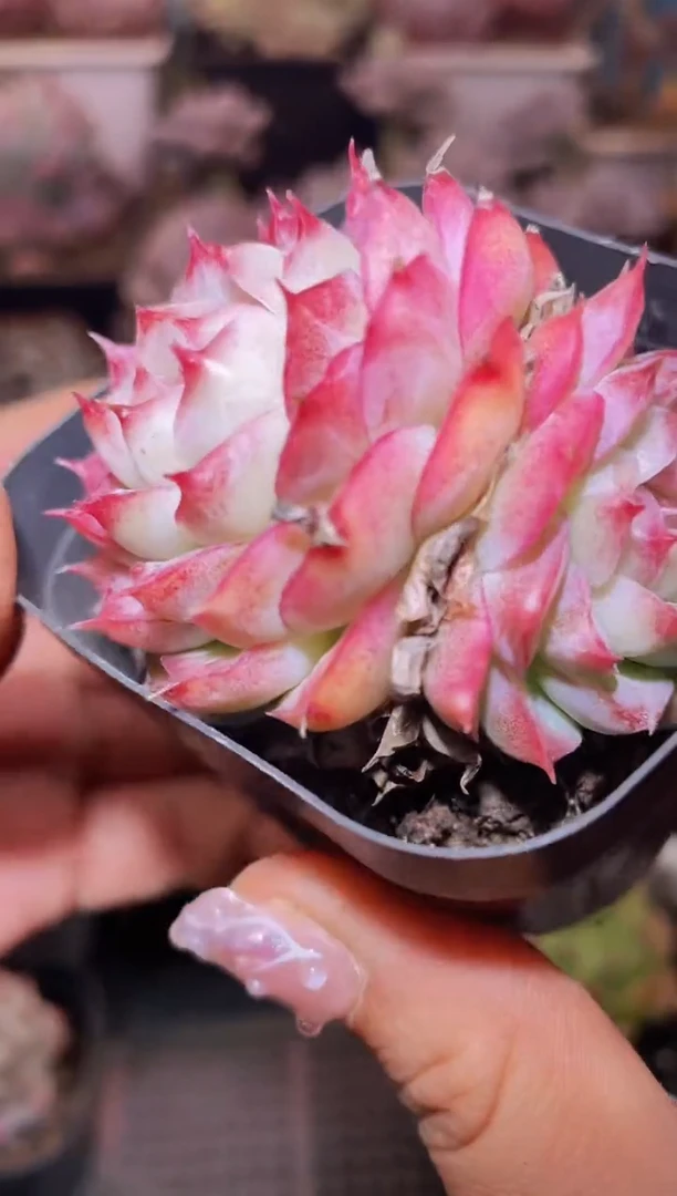 【闪购商品】292超女系列