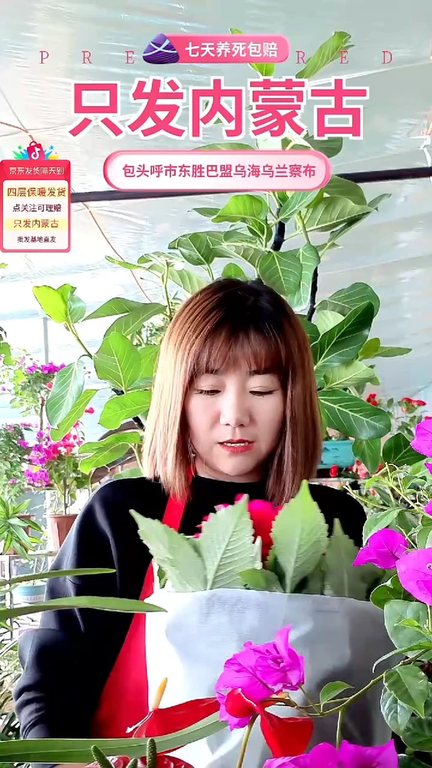 完全开放紫红色大丽花
