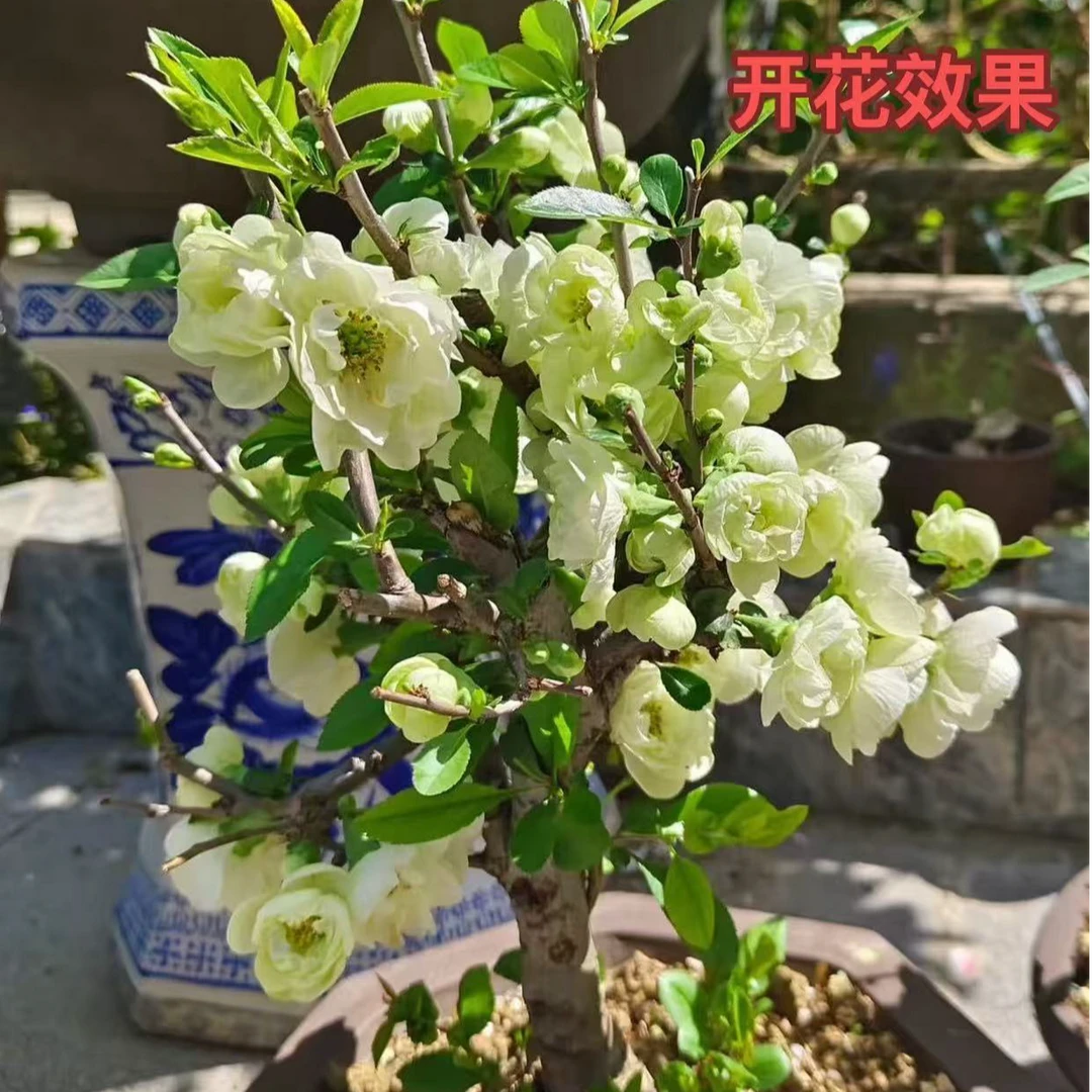 （翡翠帝王绿）绿宝石海棠花四季海棠春节开花带花芽