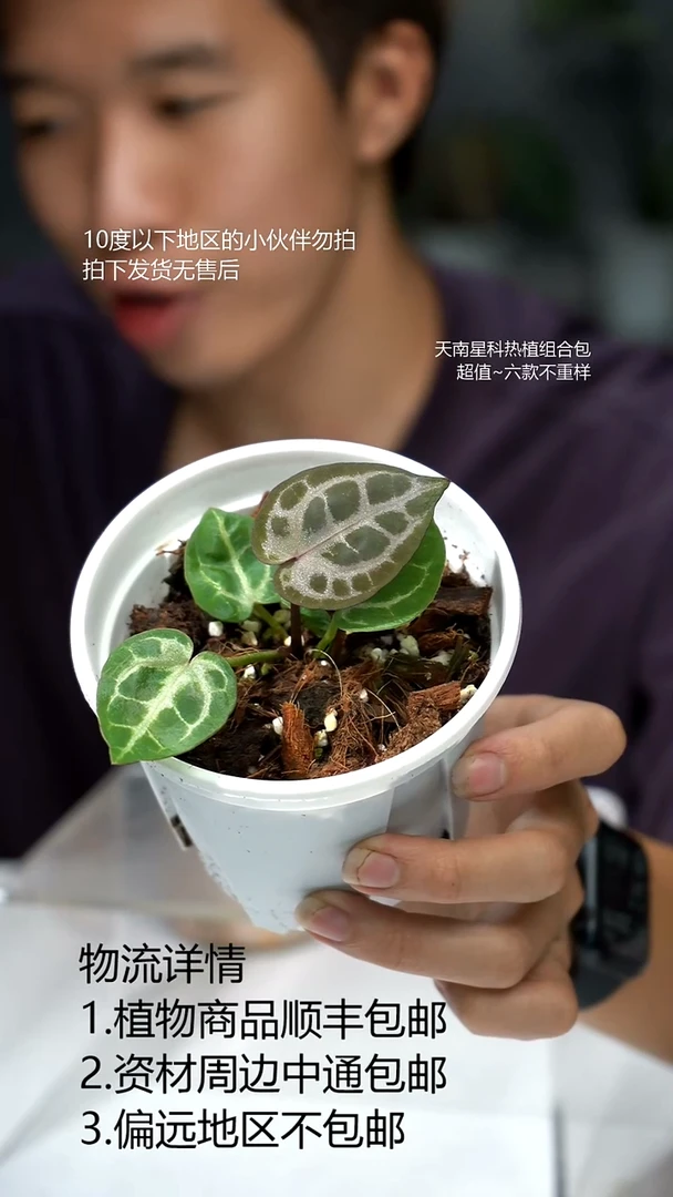 完全开放安吉拉粉柠檬 小