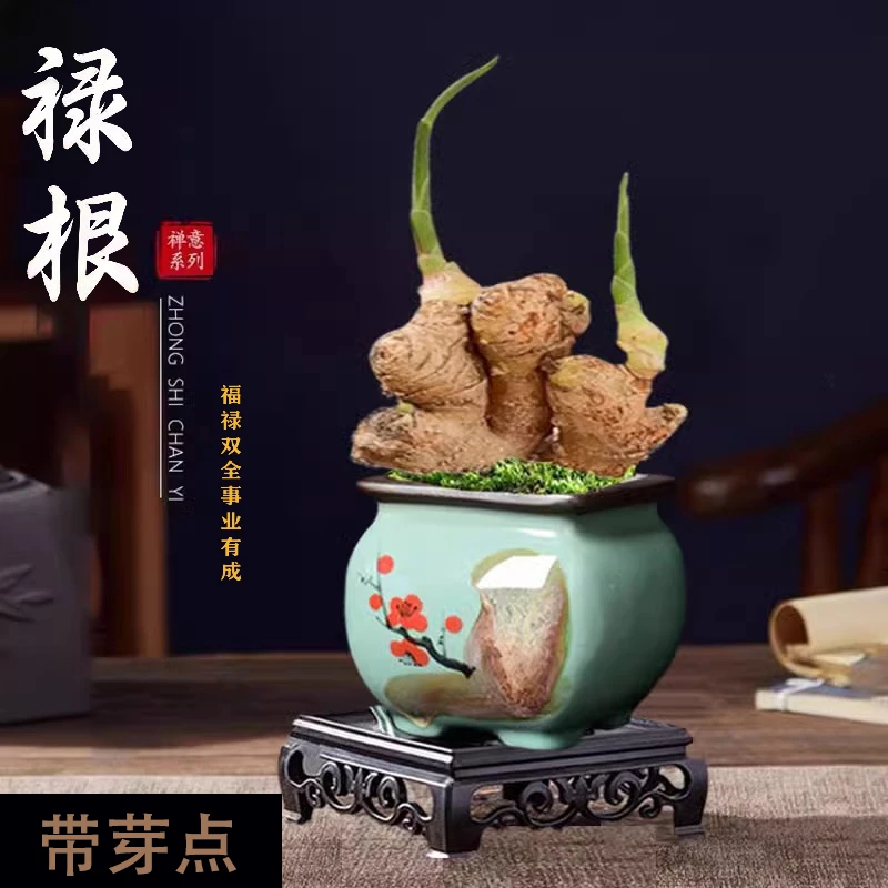 禄根盆栽带芽点室内茶室盆景桌面不当生姜苗种植一统江山绿植盆栽