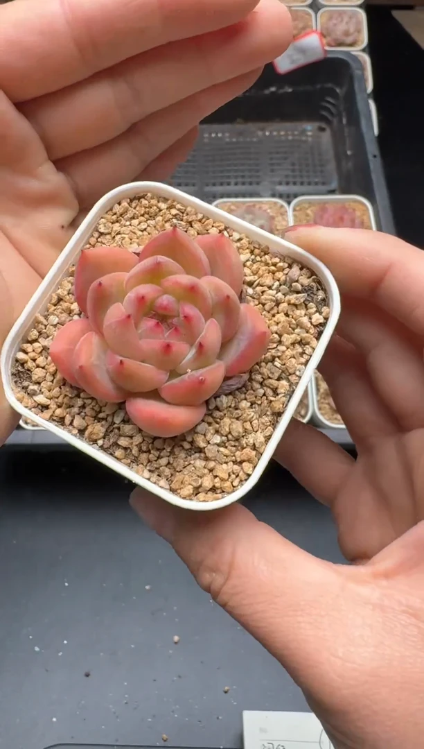 【闪购商品】030号 珍妮杂交多肉 花卉植物