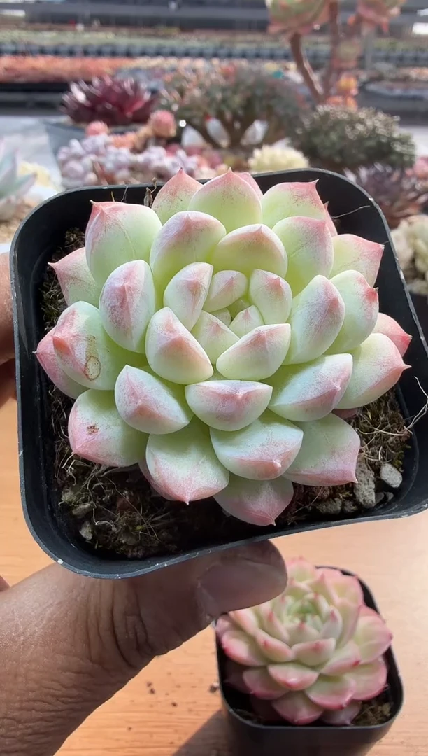 东云多肉园二店-168