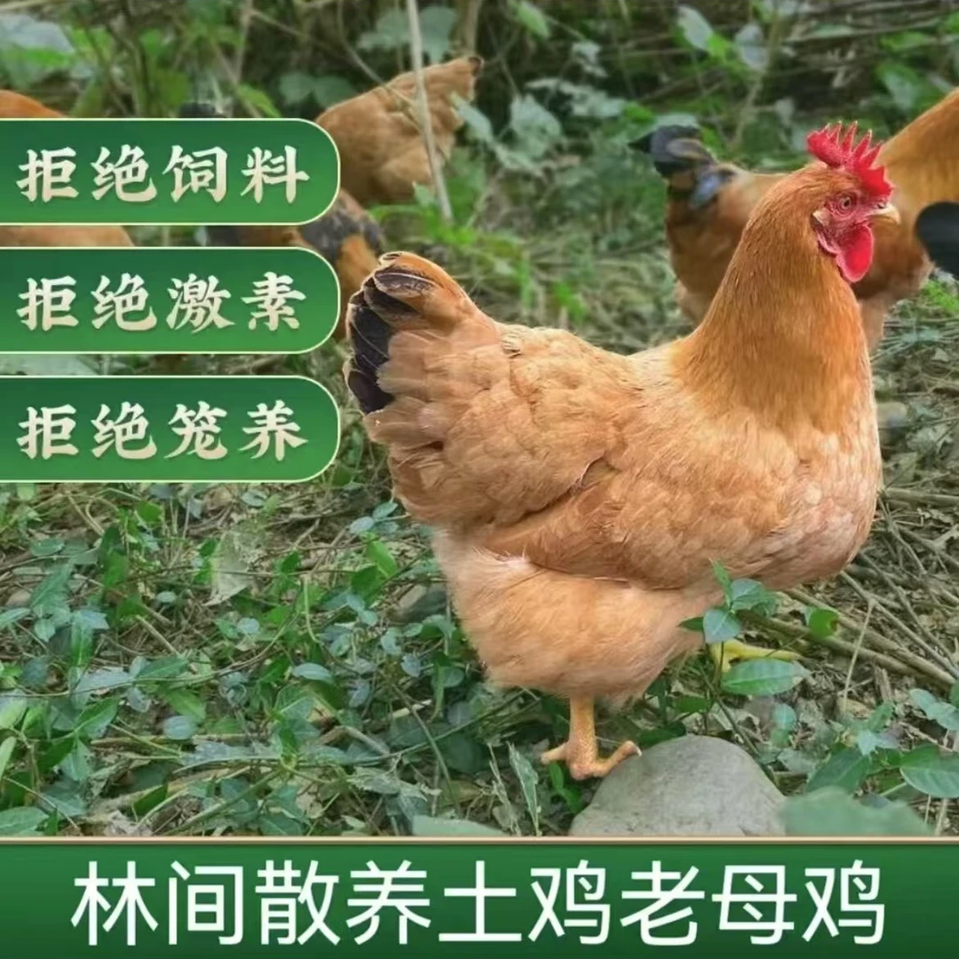 农村散养五谷老母鸡净重3斤农家散养左右