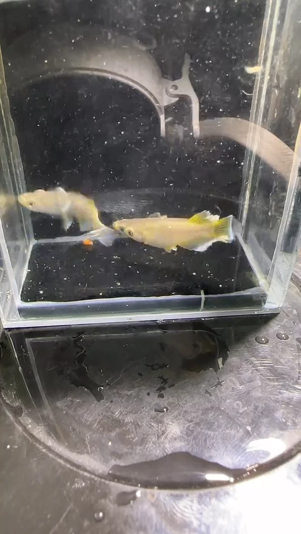 海水鱼观背青鳉观背青鳉226