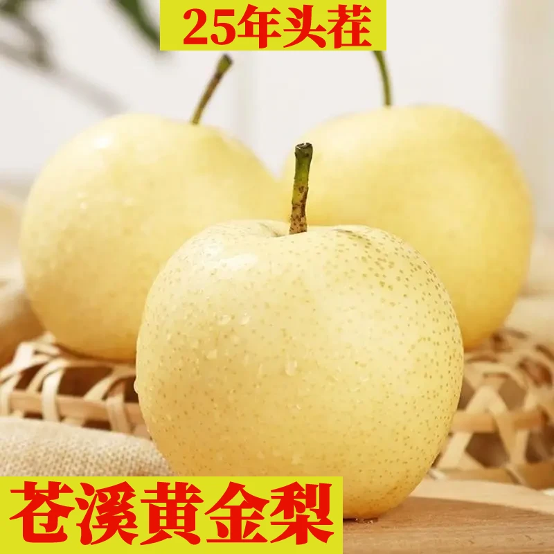 苍溪黄金梨 新鲜水果 六月雪当季水果包邮8斤大果香甜皮薄爽口