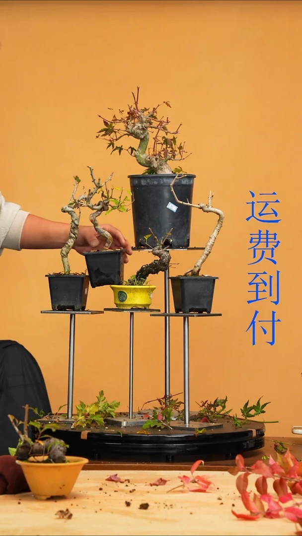 无花朵青**水95,96,97,98，99