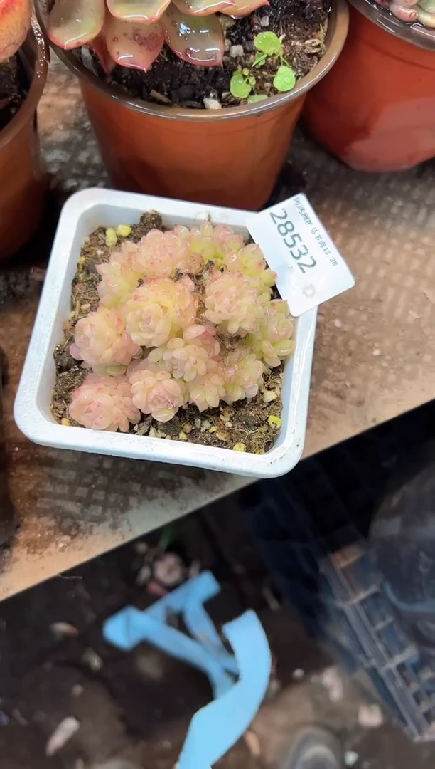 无**1多肉植物一物一拍28532