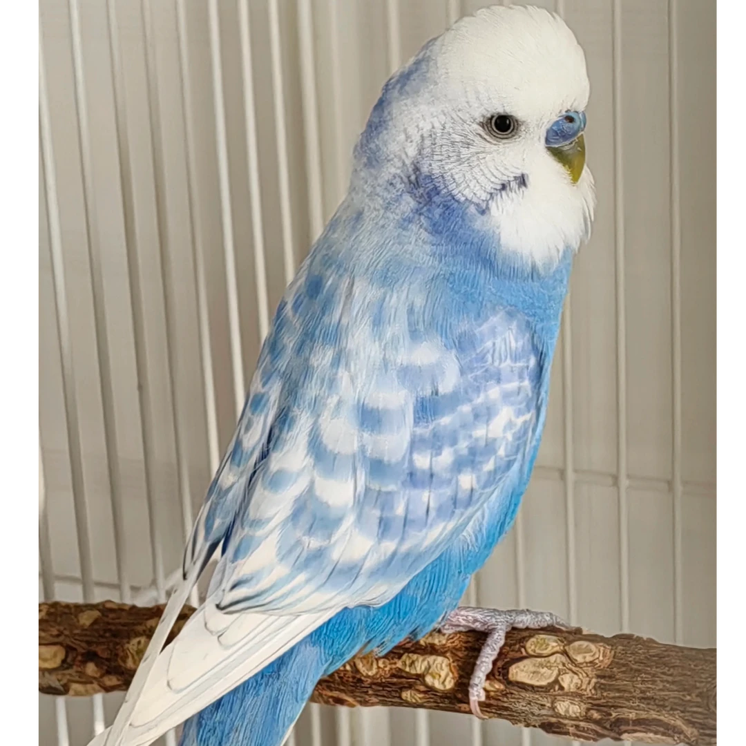 宠物活体鹦鹉成年大头虎皮鹦鹉种鸟可繁殖