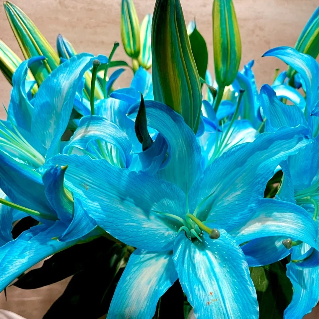 【花千氧】蓝冰美人重瓣百合冰美人吸色差异云南鲜花基地直发鲜切花