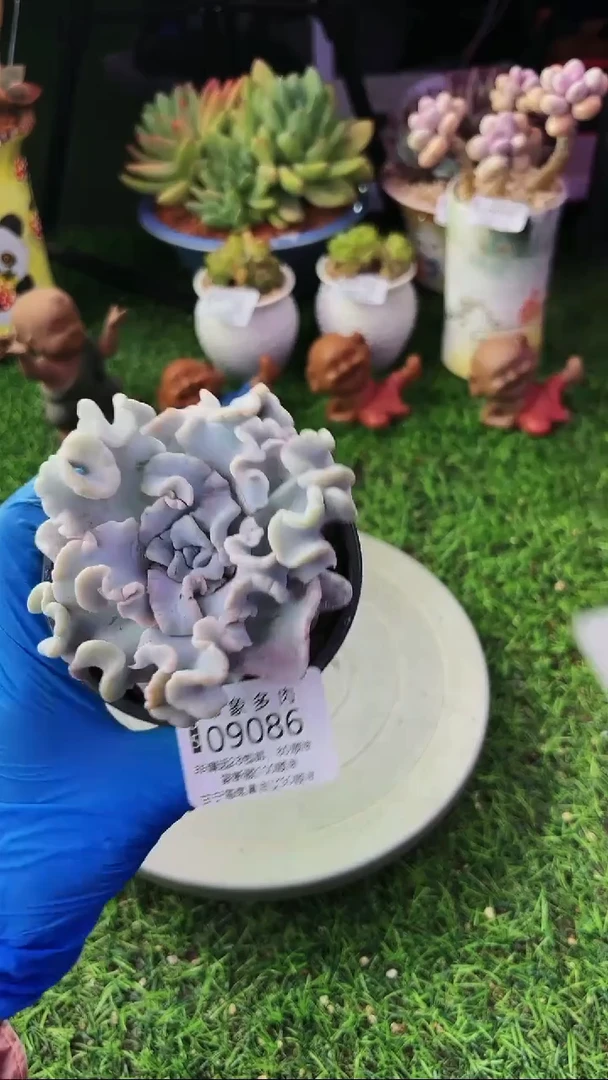 昆明印象多肉09086