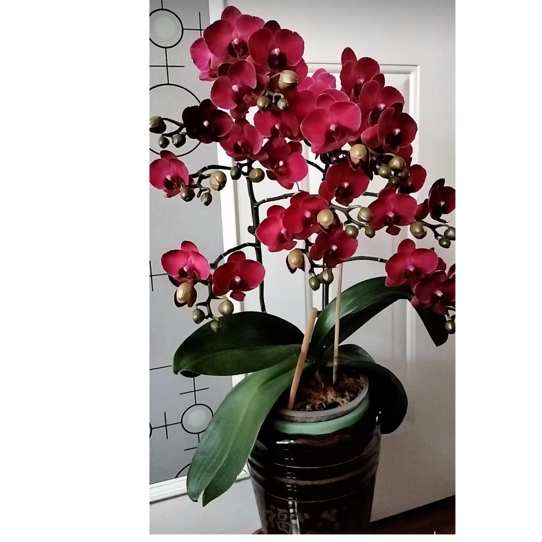 2个花剑     蒙特勒蝴蝶兰花期能开6-7个月  3.0大杯