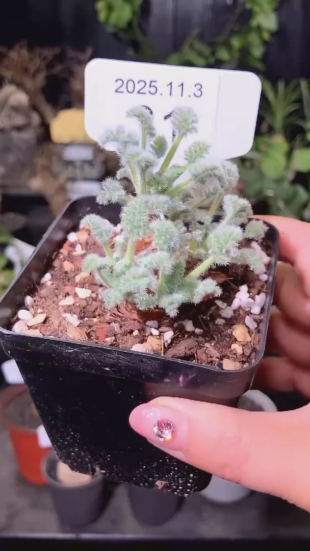 31号1103福利羽叶洋葵