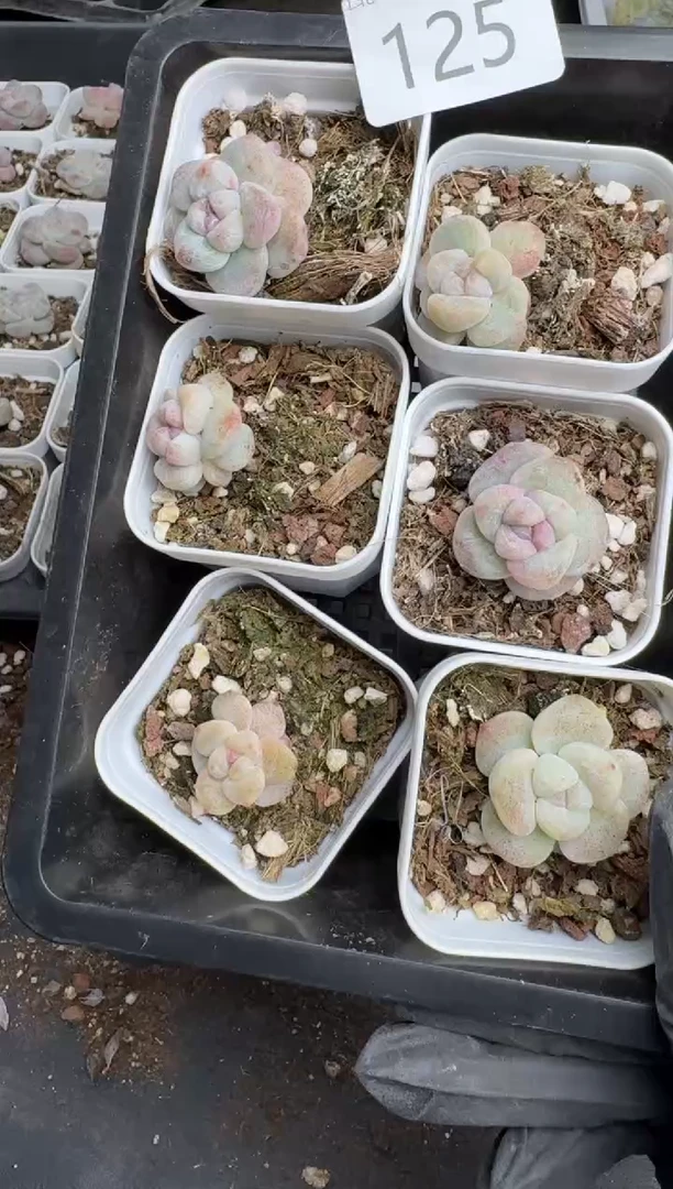 【闪购商品】125号到手3棵--江北多肉